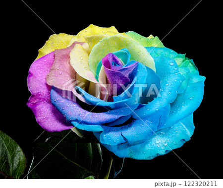 Vibrant Rainbow Rose on black background 122320211