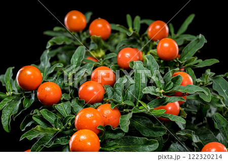Vibrant Orange Jerusalem cherry Berries on black background 122320214