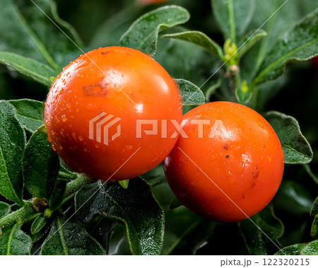 Vibrant Orange Jerusalem cherry Berries on black background 122320215
