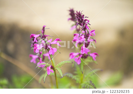 至仏山に咲くヨツバシオガマ 122320235