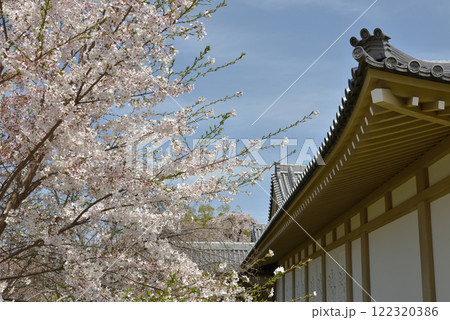 世界遺産醍醐寺　霊宝館のサクラ(京都市伏見区) 122320386