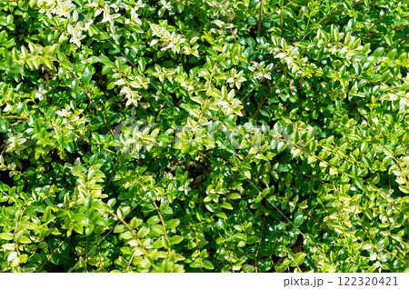 A bunch of green grass with some brown spots A bunch of green grass with some brown spots 122320421