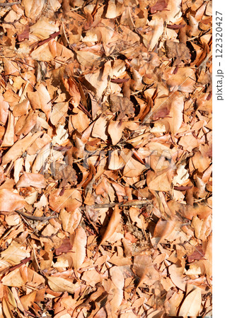 Autumn Leaves Pattern with Vibrant Seasonal Colors Autumn Leaves Pattern with Vibrant Seasonal Colors 122320427