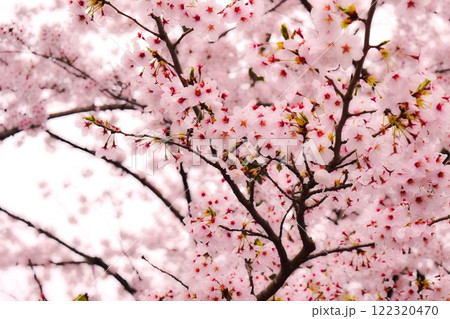 桜の花枝 　嵐山　京都　2 122320470