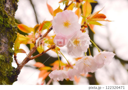 薄ピンク色の桜の花 京都 1 薄ピンク色の桜の花 京都 1 122320471
