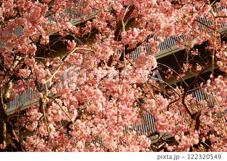 カラー　植物　　桜　開花　（2025年1月登録） 122320549
