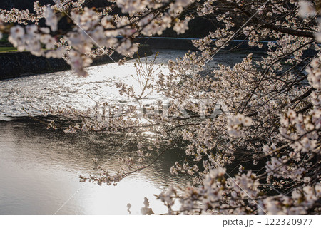川の光に反射した背景の桜 122320977