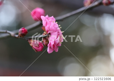 冬の庭に咲くピンク色の紅梅の花 冬の庭に咲くピンク色の紅梅の花 122321606