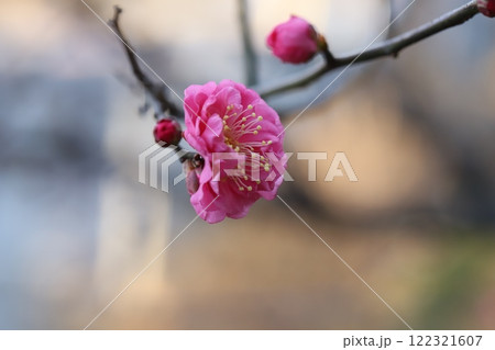 冬の庭に咲くピンク色の紅梅の花 122321607