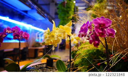 ライトアップされた夜の花と水槽はスターバックスHANA・BIYORI店 122321848