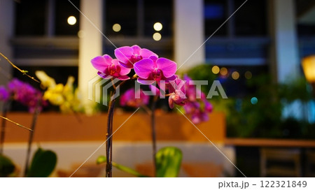 夜の街に咲くピンクの花はスターバックスHANA・BIYORI店 122321849