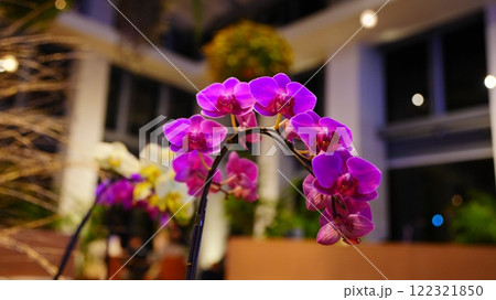 ライトアップされた夜の花はスターバックスHANA・BIYORI店 122321850