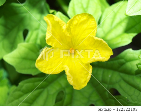 ゴーヤーの黄色い花 ゴーヤーの黄色い花 122322105