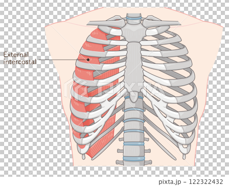Intercostals illustration Intercostals illustration 122322432