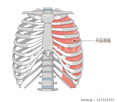肋間筋のイラスト・intercostals illustration 122322433