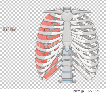Intercostals illustration 122322436
