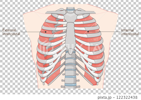 Intercostals illustration Intercostals illustration 122322438