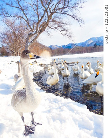 弟子屈湖のオオハクチョウ　北海道　17 122323081