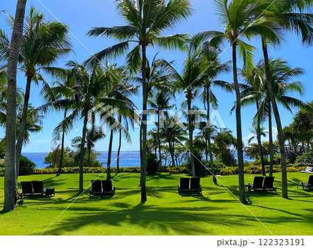 海辺のヤシの木林 / Seaside Palm Trees 122323191