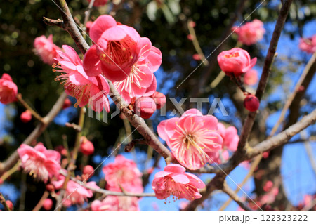 青空に映える紅梅 122323222