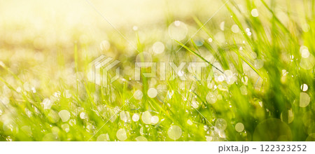 Summer grass. Green plant with sun light and bokeh, nature background in sunny summer day 122323252
