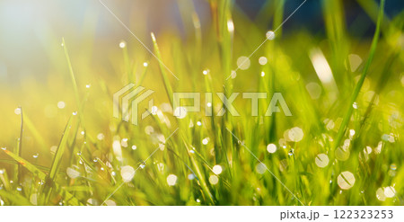 Fresh spring grass with water drops. Spring or summer background 122323253