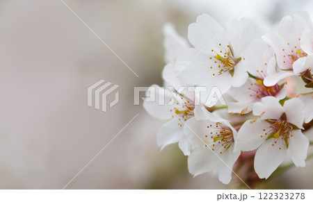 Natural white flower, blossom nature background Natural white flower, blossom nature background 122323278
