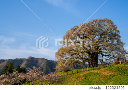 朝日を浴びる醍醐桜7　岡山県真庭市 122323293