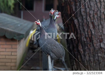 Peacock bird portrait. Peahen outdoors 122323304