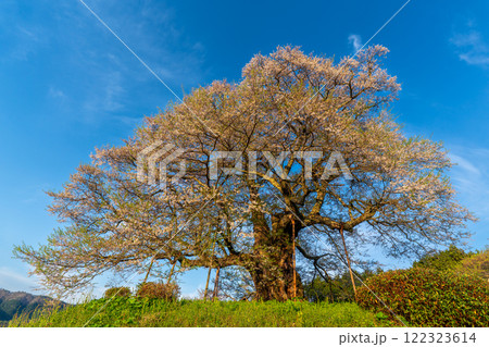 朝日を浴びる醍醐桜12　岡山県真庭市 122323614