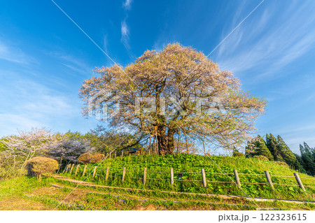 朝日を浴びる醍醐桜13　岡山県真庭市 122323615