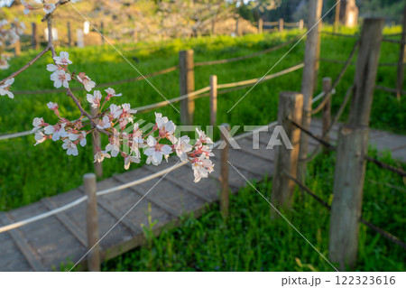 醍醐桜の花1 岡山県真庭市 醍醐桜の花1 岡山県真庭市 122323616