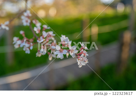醍醐桜の花2　岡山県真庭市 122323617