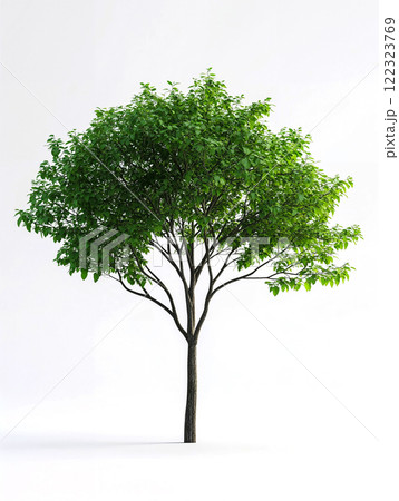 lush green tree with slender trunk stands isolated on white background. ai generative 122323769