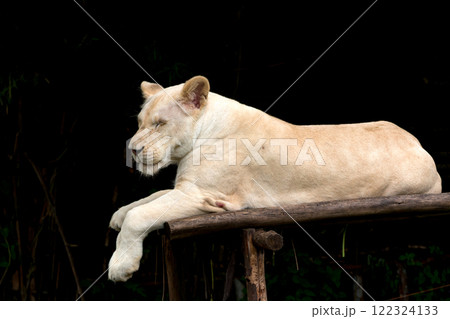White lion resting peacefully on a wooden platform, eyes closed, against a dark forest background, emphasizing calmness and majesty in nature 122324133