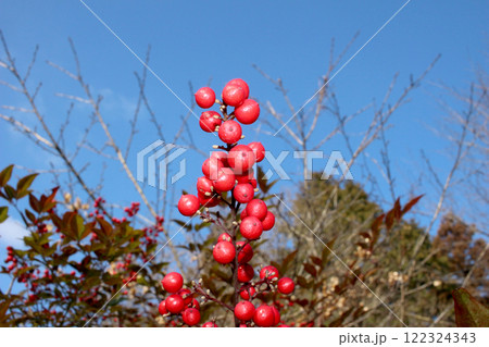 青空に映える南天の赤い実 青空に映える南天の赤い実 122324343