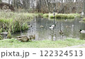 Flock of ducks swimming and feeding in a tranquil pond surrounded by reeds and grass. Peaceful wetland habitat with reflections, wildlife, serene forest, and idyllic natural scenery. 122324513