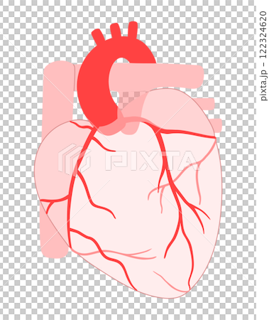 Illustration of a normal heart and coronary arteries Illustration of a normal heart and coronary arteries 122324620