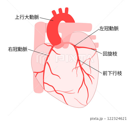 正常な心臓と冠動脈の説明入り透過イラスト 122324621
