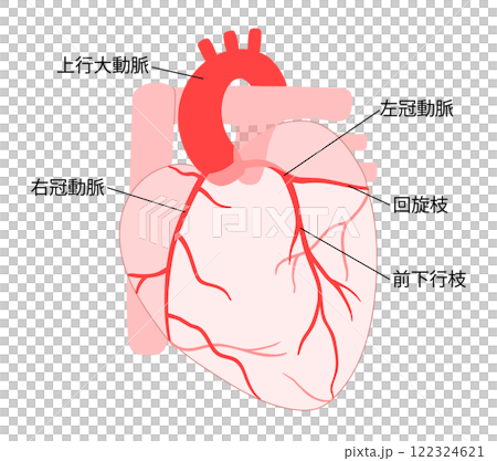 正常な心臓と冠動脈の説明入り透過イラスト 122324621