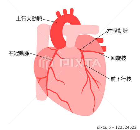 正常な心臓と冠動脈の説明入りイラスト 122324622