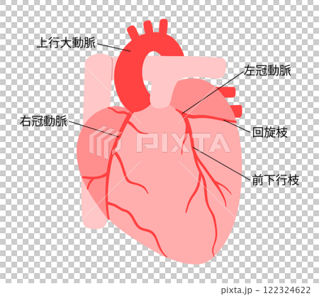 正常な心臓と冠動脈の説明入りイラスト 122324622