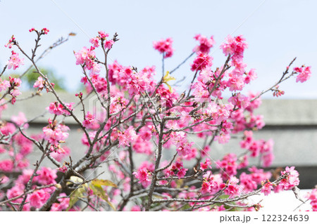 寒緋桜 寒緋桜 122324639