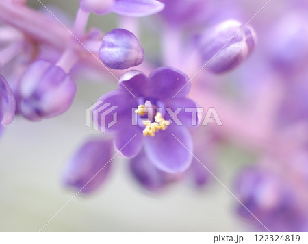ヤブランの花のクローズアップ ヤブランの花のクローズアップ 122324819