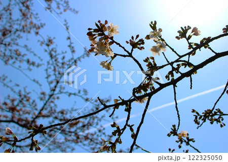 青空が背景の桜の花 青空が背景の桜の花 122325050