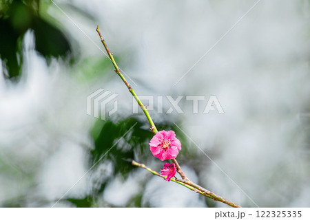 ひっそりと咲く梅の花一輪 122325335