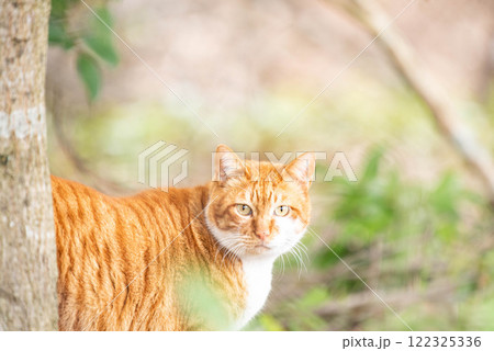野良猫ににらめっこ 122325336