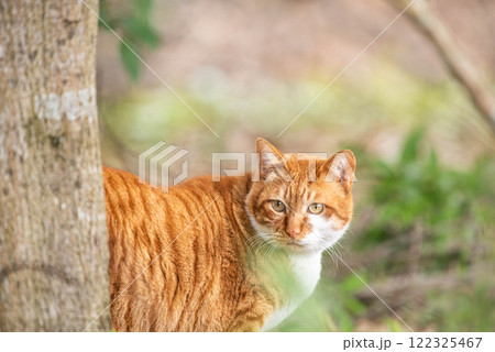 野良猫ににらめっこ 122325467