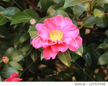 サザンカの花 山茶花 サザンカの花 山茶花 122325508