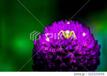 花王~ある小惑星のエイリアン的な~ 花王~ある小惑星のエイリアン的な~ 122325630